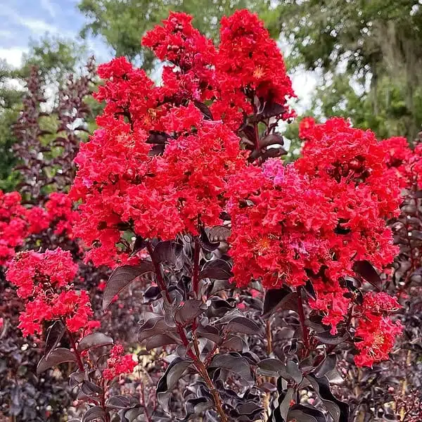 Lagerstroemia/Purush Red Dwarf (Crepe Myrtle)  Black Diamond - Image 6