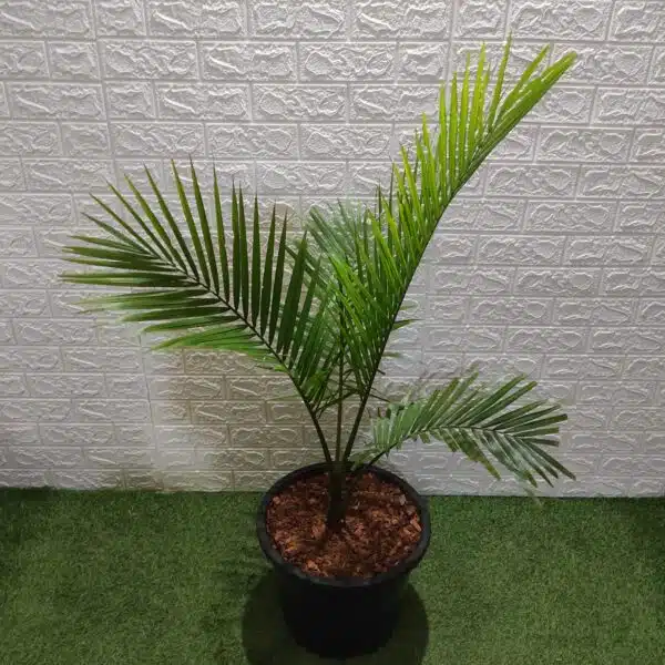 Rexona/Majestic/Majesty Palm (Ravenea Rivularis) XL - Image 8