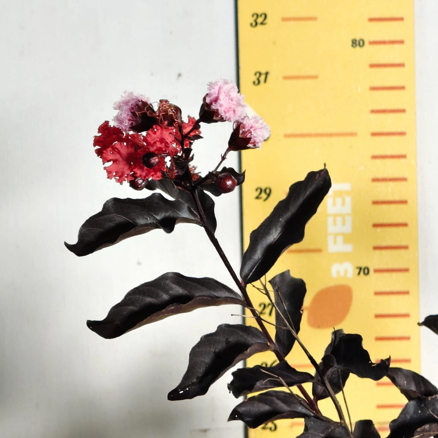 fefb60e6-330d-4ecb-9093-337105f7ee0f Lagerstroemia Black Diamond 'Red' - Image 5