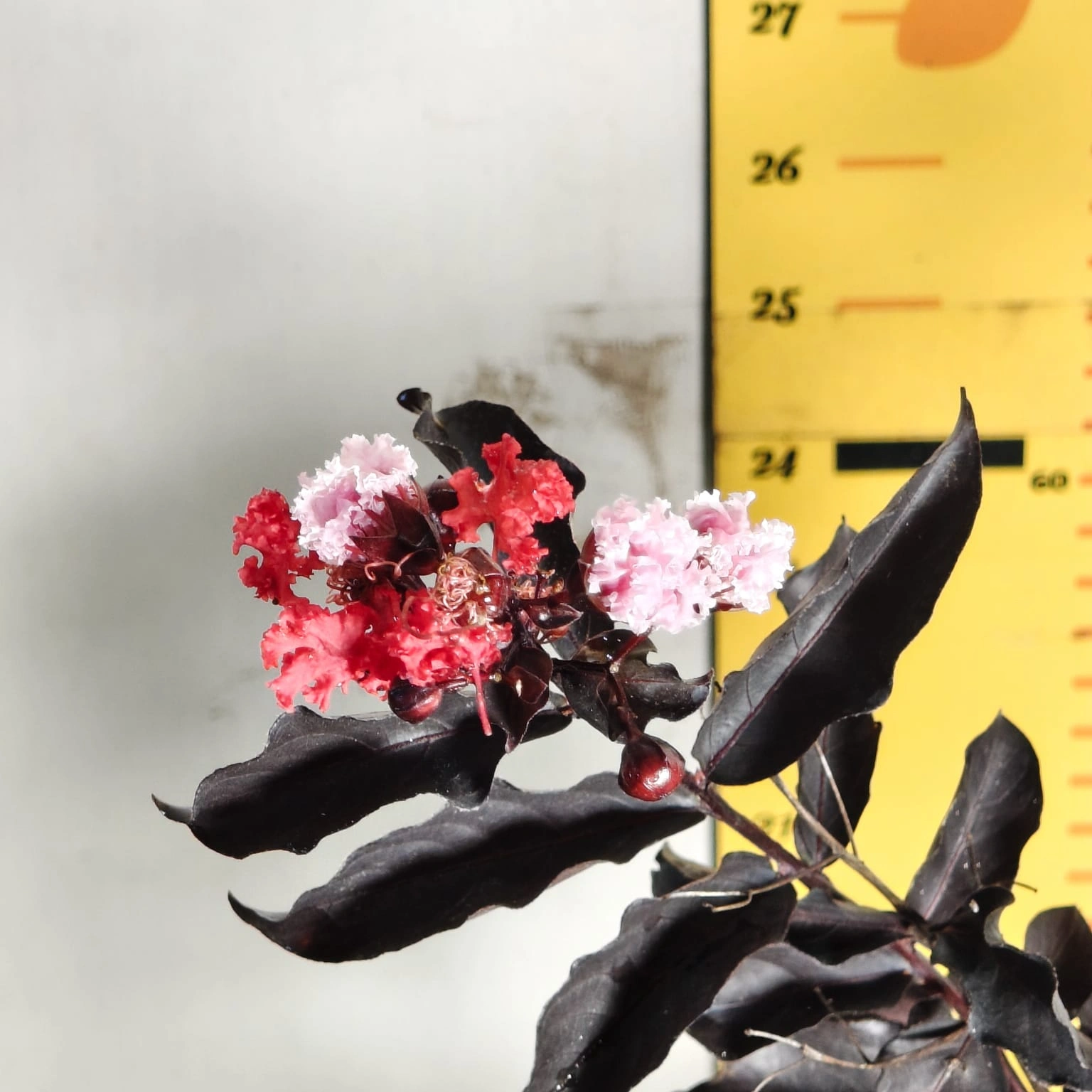 ff10aace-1dc2-43b4-8f03-76cd75ab2bf4 Lagerstroemia Black Diamond 'Red' - Image 6