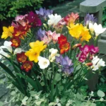 Freesia Single Flower (Mixed Color)