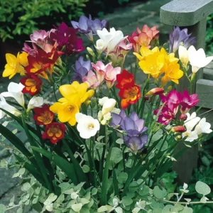 Freesia Single Bloom (Random Color)