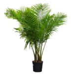 Rexona/Majestic/Majesty Palm (Ravenea Rivularis) XL