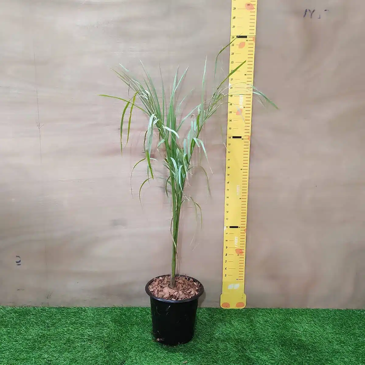 Royal Palm (Roystonea Regia) - Image 3