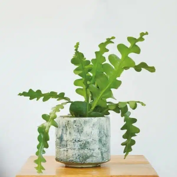 Fishbone Cactus/Zig zag cactus (Disocactus Anguliger) - Image 3