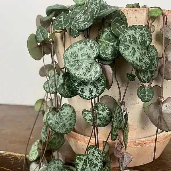 String of Heart Green(Ceropegia Woodii f. green) - Image 4