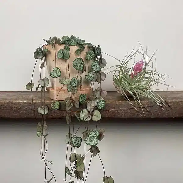 String of Heart Green(Ceropegia Woodii f. green) - Image 3