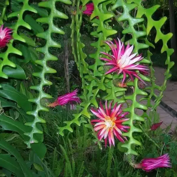 Fishbone Cactus/Zig zag cactus (Disocactus Anguliger) - Image 2