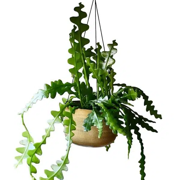 Fishbone Cactus/Zig zag cactus (Disocactus Anguliger) - Image 4