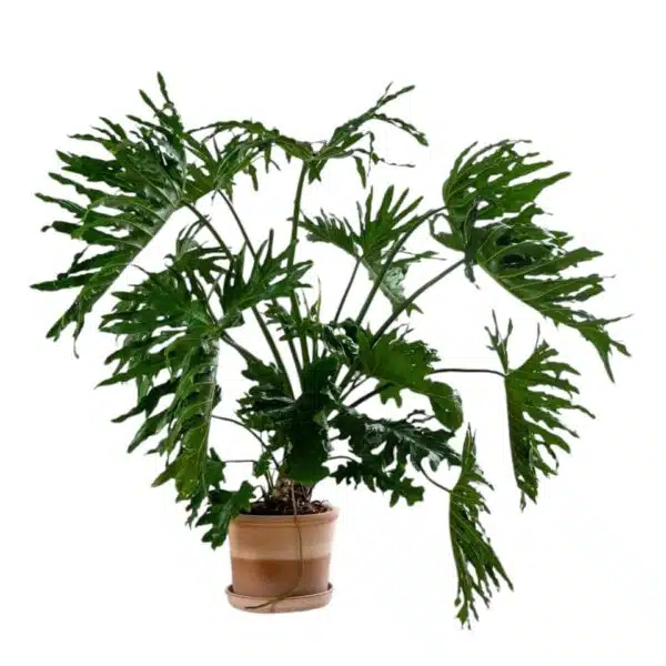 Philodendron Selloum(Thaumatophyllum bipinnatifidum) - Image 5