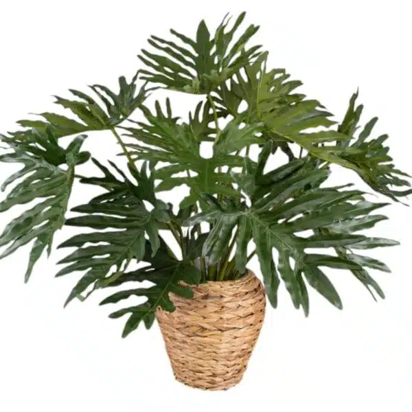 Philodendron Selloum(Thaumatophyllum bipinnatifidum) - Image 4