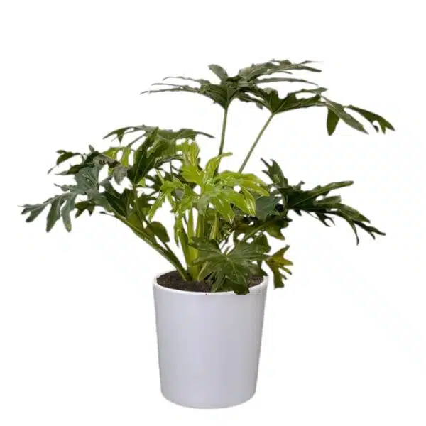 Philodendron Selloum(Thaumatophyllum bipinnatifidum) - Image 2