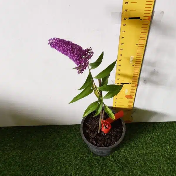 Butterfly Bush Miss Violet (Buddleia 'Miss Violet') - Image 2