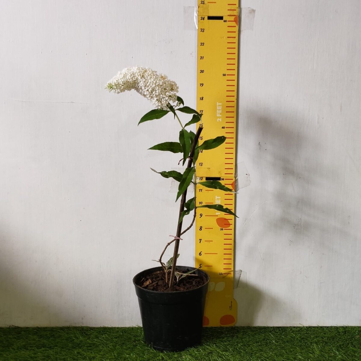 Butterfly bush (Buddleia) White Flower - Image 3
