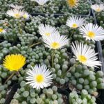 Fenestraria rhopalophylla subs. aurantiaca