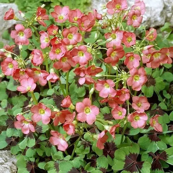 Oxalis ‘Iron Cross’ bulb - Image 5