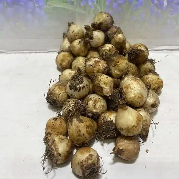Muscari Siberian Tiger grape hyacinth (White color) bulbs - Image 2