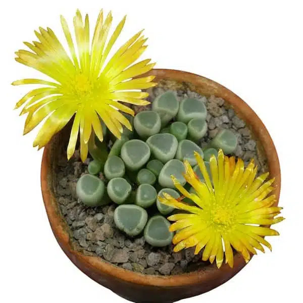 Fenestraria rhopalophylla subs. aurantiaca - Image 6