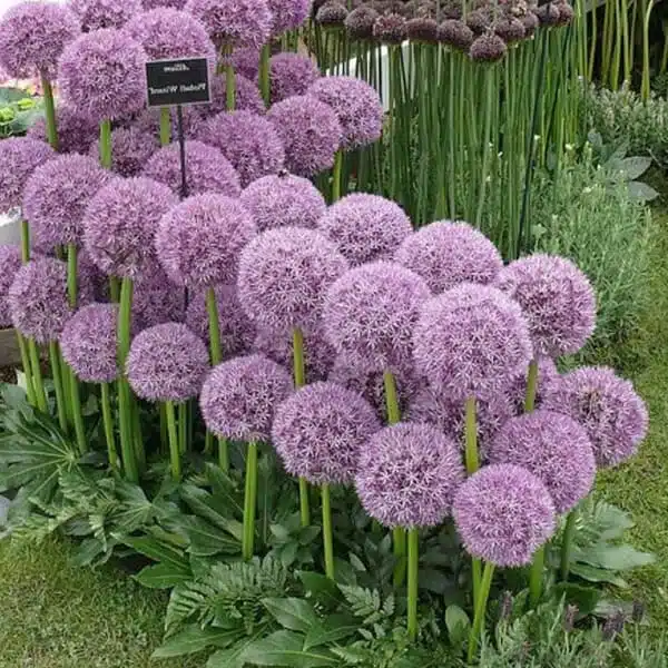 Allium 'Pinball Wizard' Pack of 2 bulbs - Image 8
