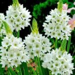 Ornithogalum thyrsoides (Chincherinchee) White color bulb