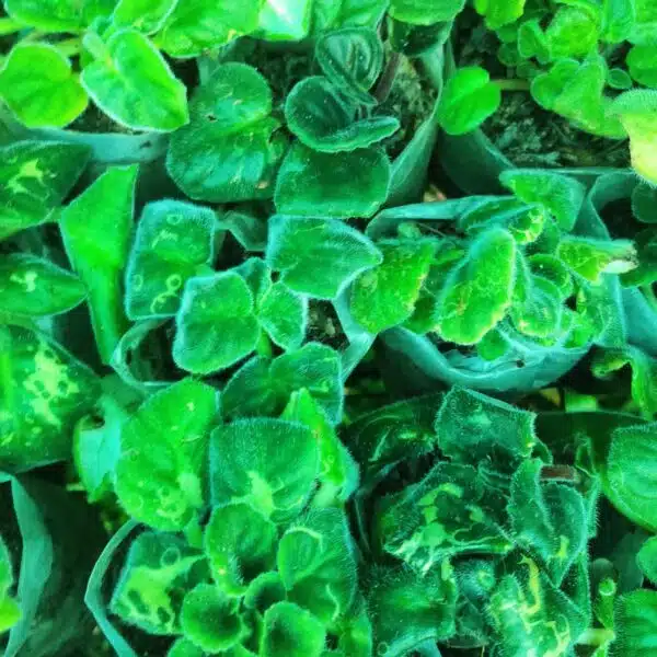 African Violets (Random Color) - Image 2