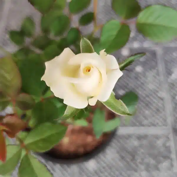 Cream White Rose Grafted Hybird