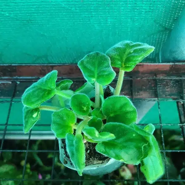 African Violets (Random Color) - Image 4