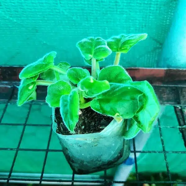 African Violets (Random Color) - Image 3