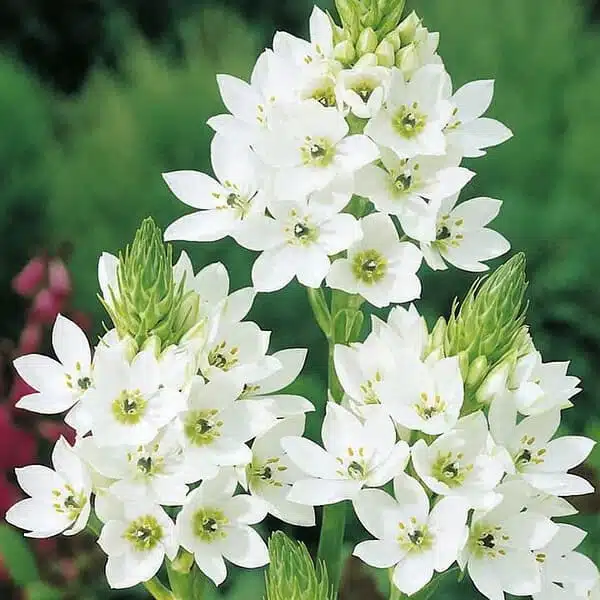 Ornithogalum thyrsoides (Chincherinchee) White color bulb - Image 4