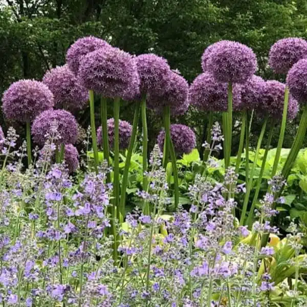 Allium 'Pinball Wizard' Pack of 2 bulbs - Image 2