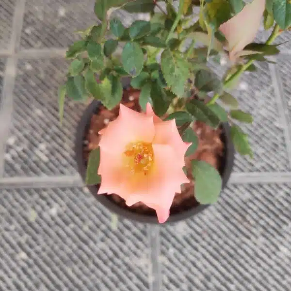 Baby Pink Rose Grafted Hybird - Image 3