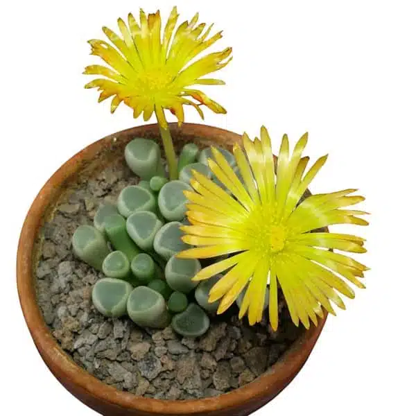 Fenestraria rhopalophylla subs. aurantiaca - Image 5