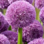 Allium 'Pinball Wizard' Pack of 2 bulbs