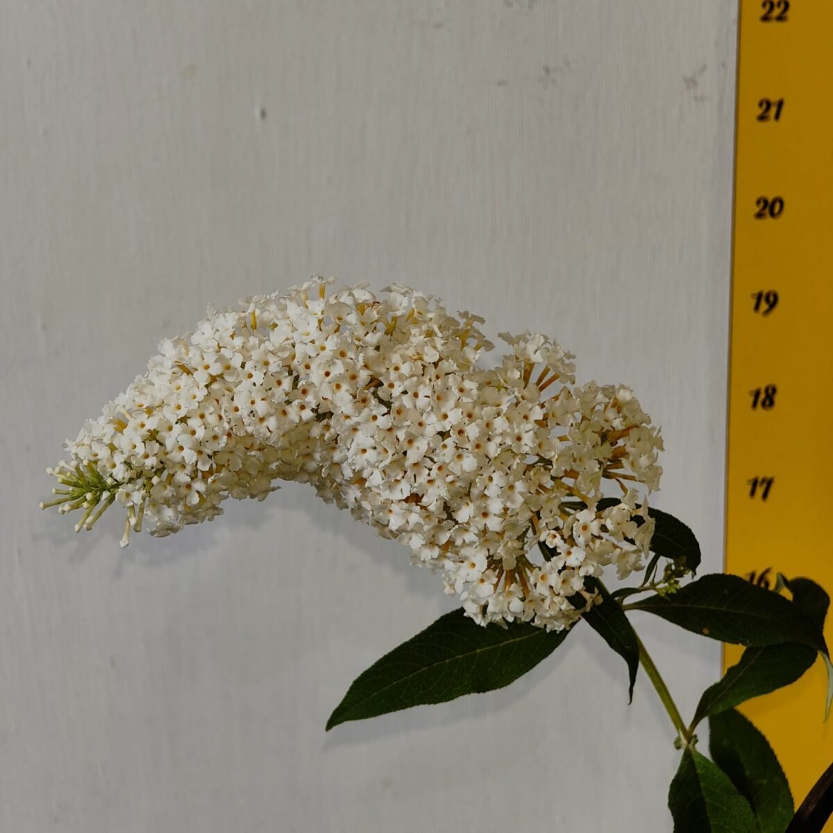 Butterfly bush (Buddleia) White Flower - Image 5