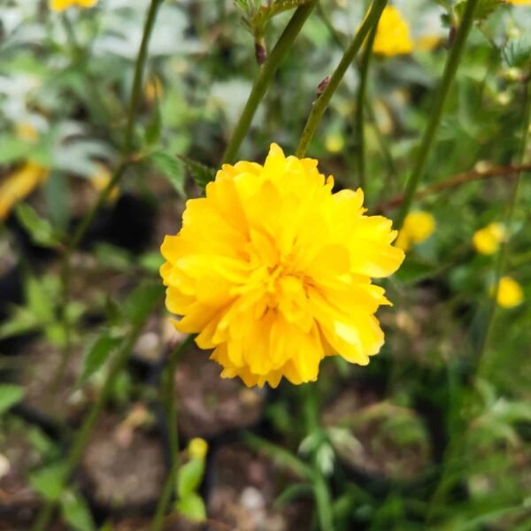 Kerria japonica 'Pleniflora' (Japanese Rose) - Image 2
