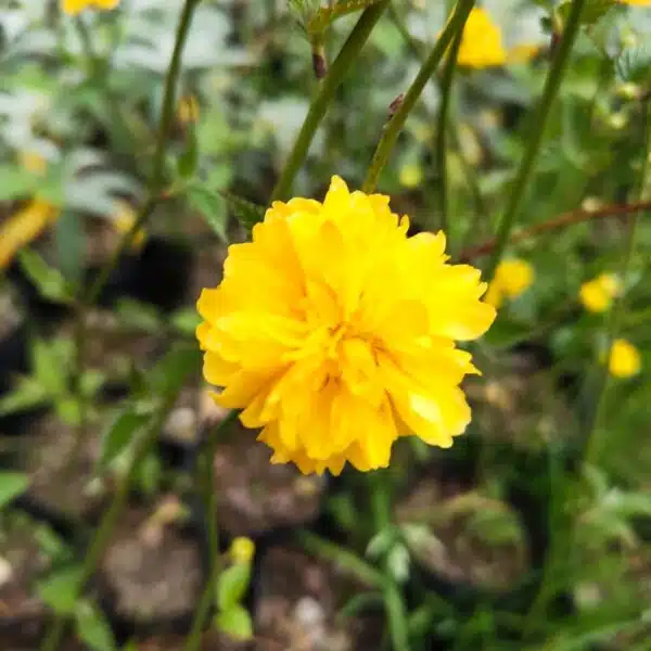 Kerria japonica 'Pleniflora' (Japanese Rose) - Image 2