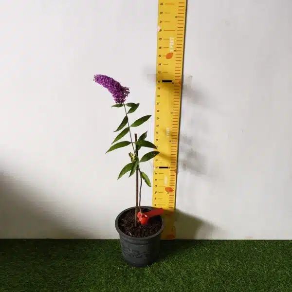 Butterfly Bush Miss Violet (Buddleia 'Miss Violet') - Image 4