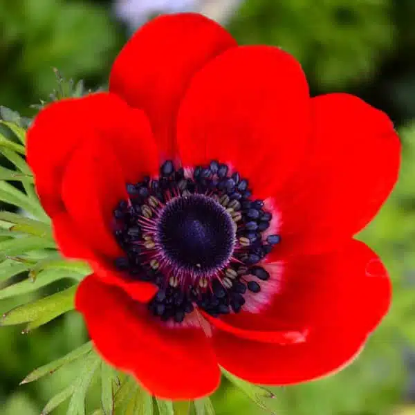 Anemone Red flower bulbs