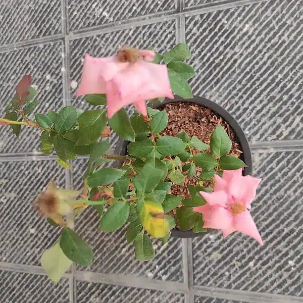 Baby Pink Rose Grafted Hybird