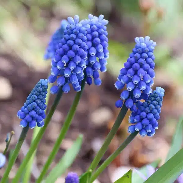 Muscari armeniacum grape hyacinth (blue color) bulbs - Image 4