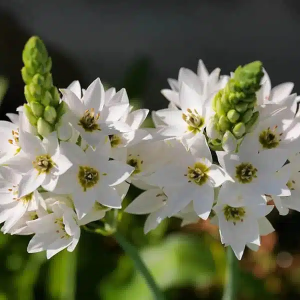 Ornithogalum thyrsoides (Chincherinchee) White color bulb - Image 3