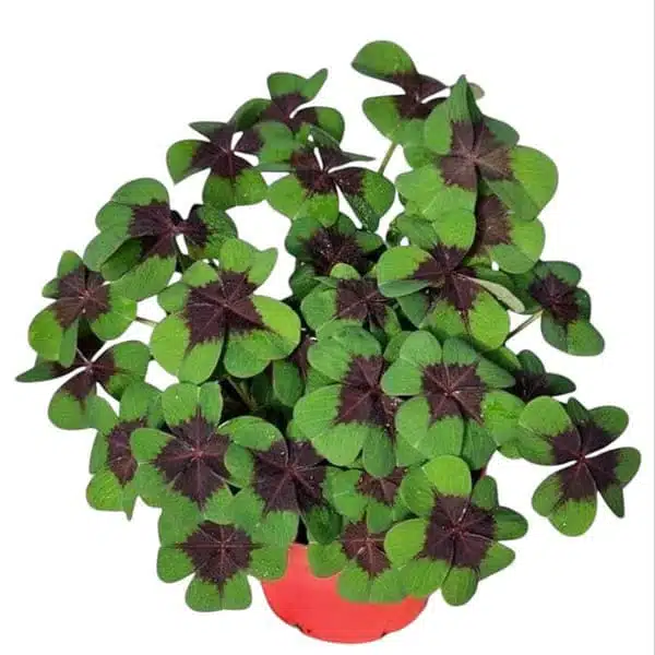 Oxalis ‘Iron Cross’ bulb - Image 4