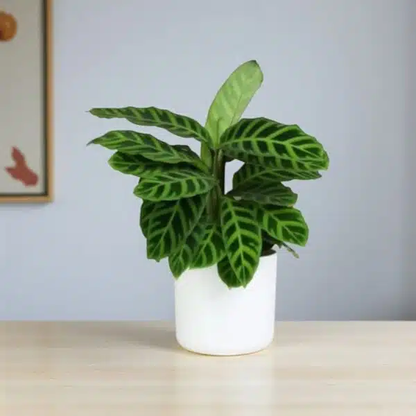 Zebra Prayer Plant (Goeppertia zebrina) - Image 2