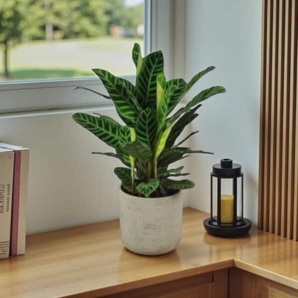 Zebra Prayer Plant (Goeppertia zebrina) - Image 5