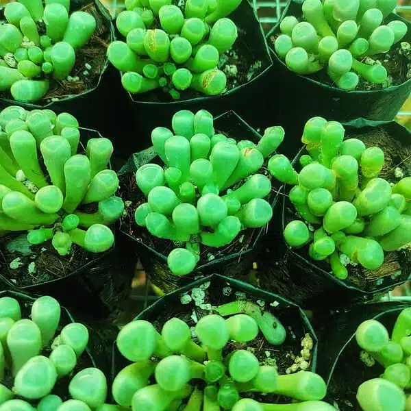 Fenestraria rhopalophylla subs. aurantiaca - Image 2