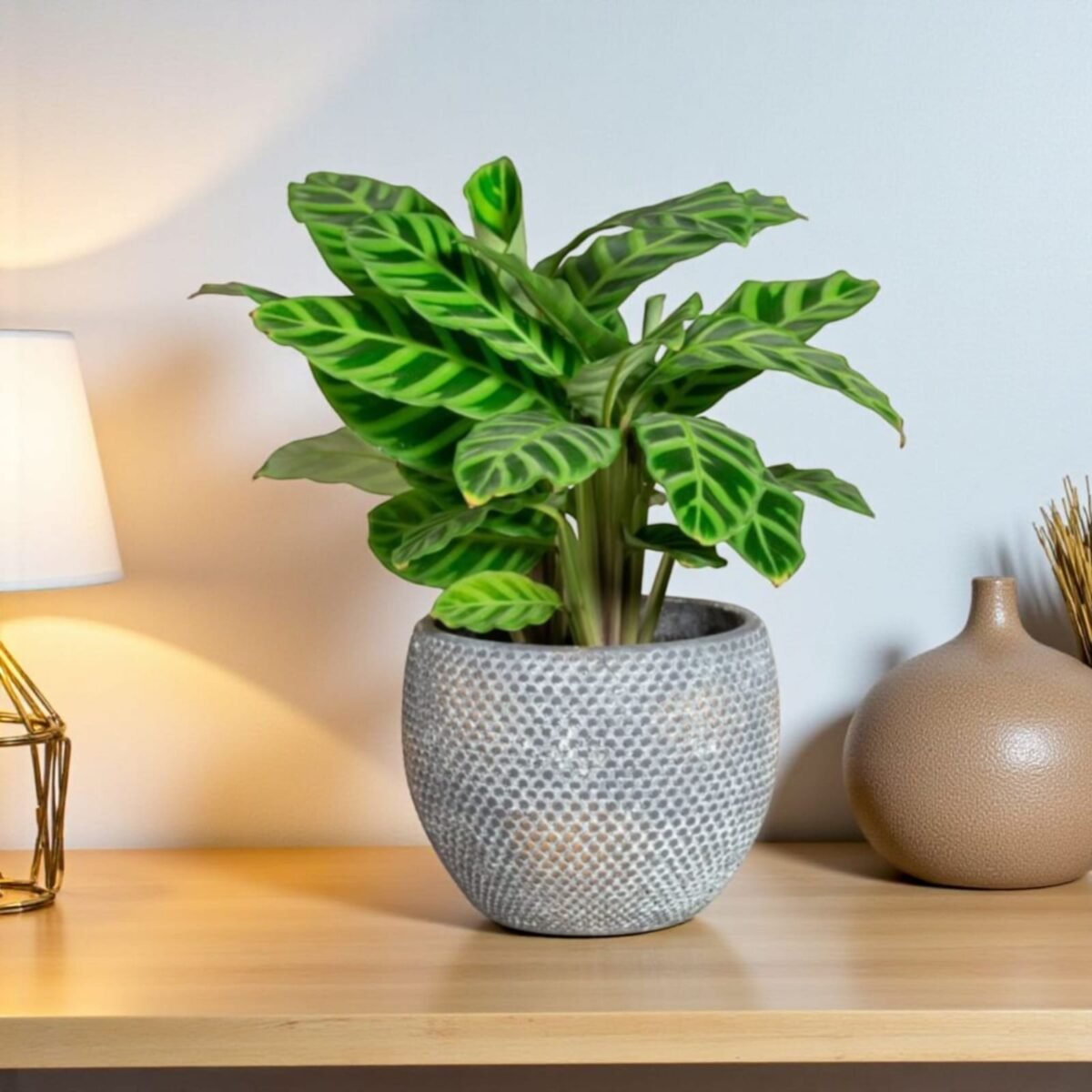 Zebra Prayer Plant (Goeppertia zebrina) - Image 1