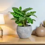 Zebra Prayer Plant (Goeppertia zebrina)