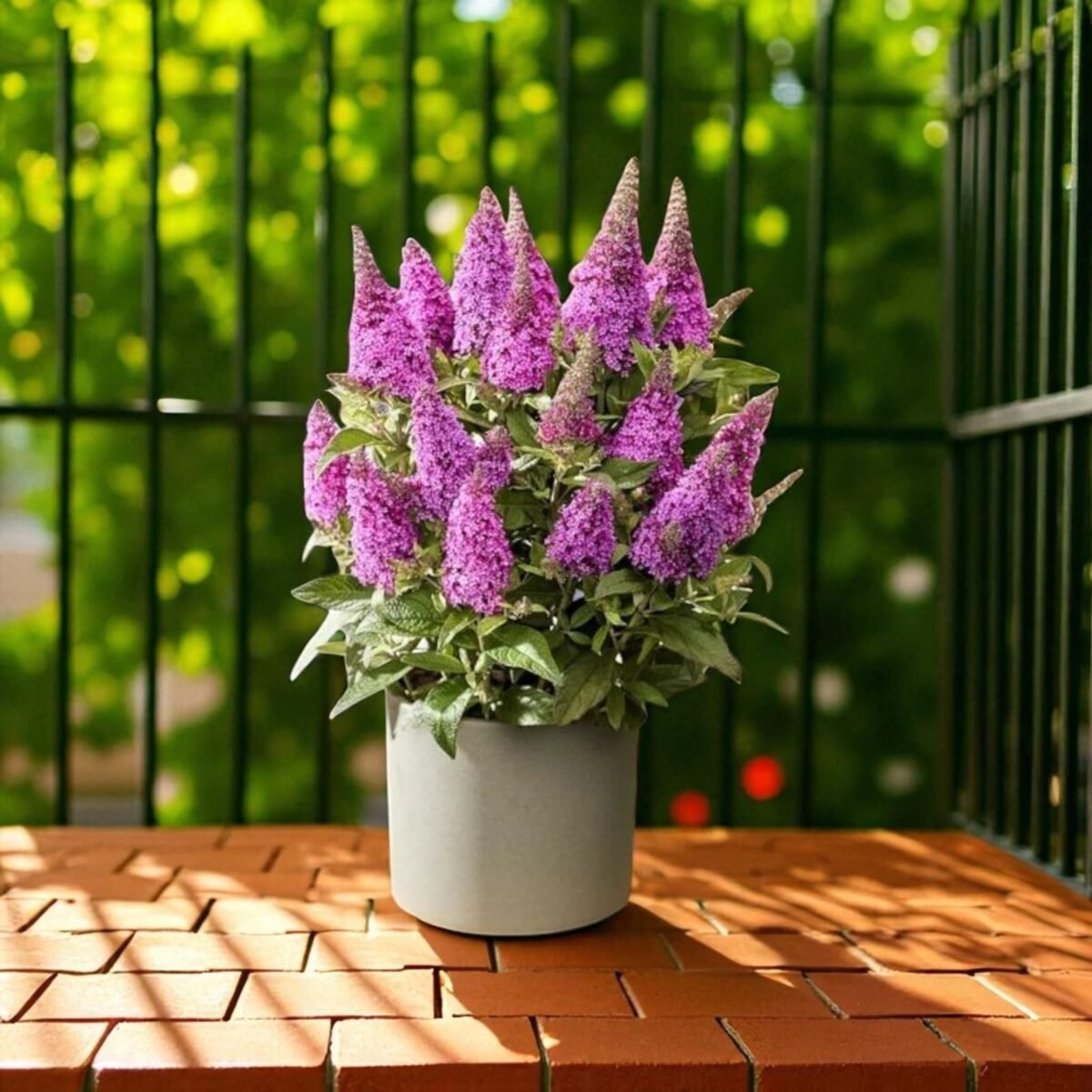 Butterfly Bush Miss Violet (Buddleia 'Miss Violet') - Image 1