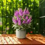 Butterfly Bush Miss Violet (Buddleia 'Miss Violet')