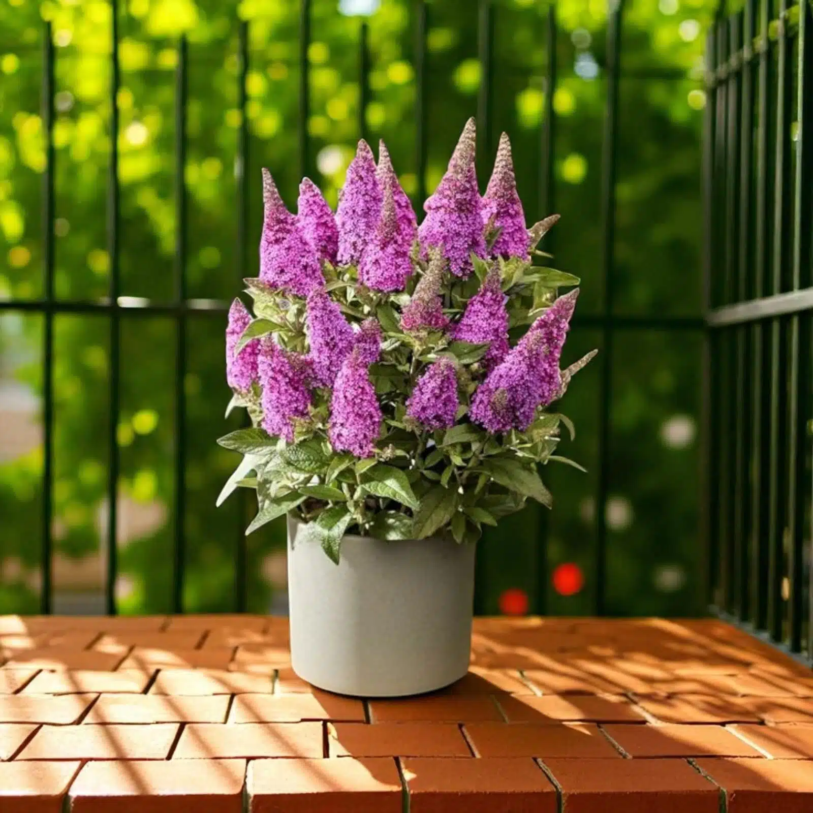 6c8d3cd2-84f8-4772-ac53-7d640122d33c_11zon Butterfly Bush Miss Violet (Buddleia 'Miss Violet') - Image 1